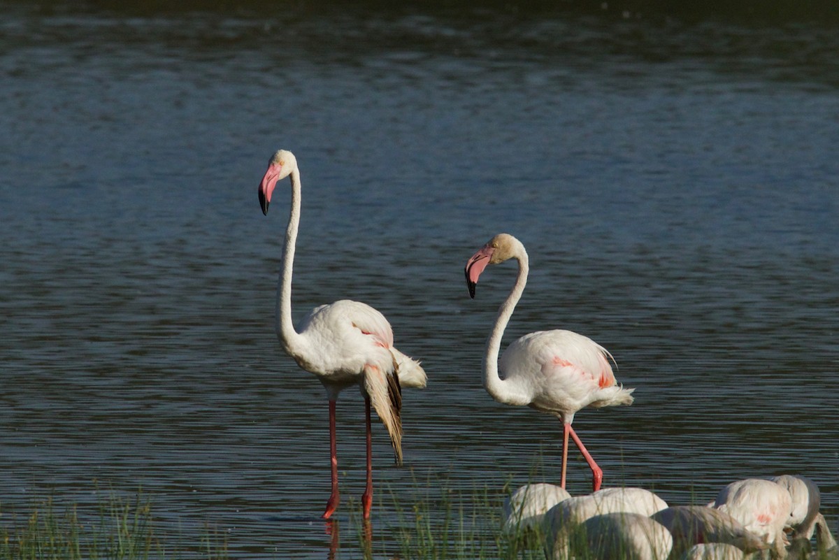 Greater Flamingo - ML134216821