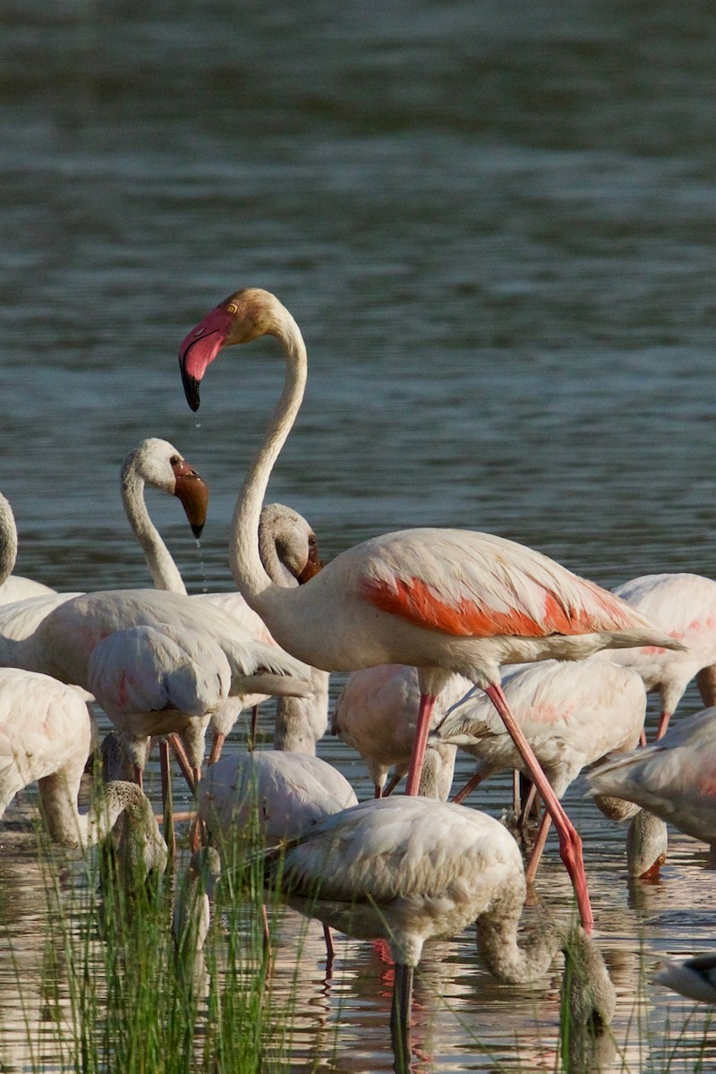 Greater Flamingo - ML134216831