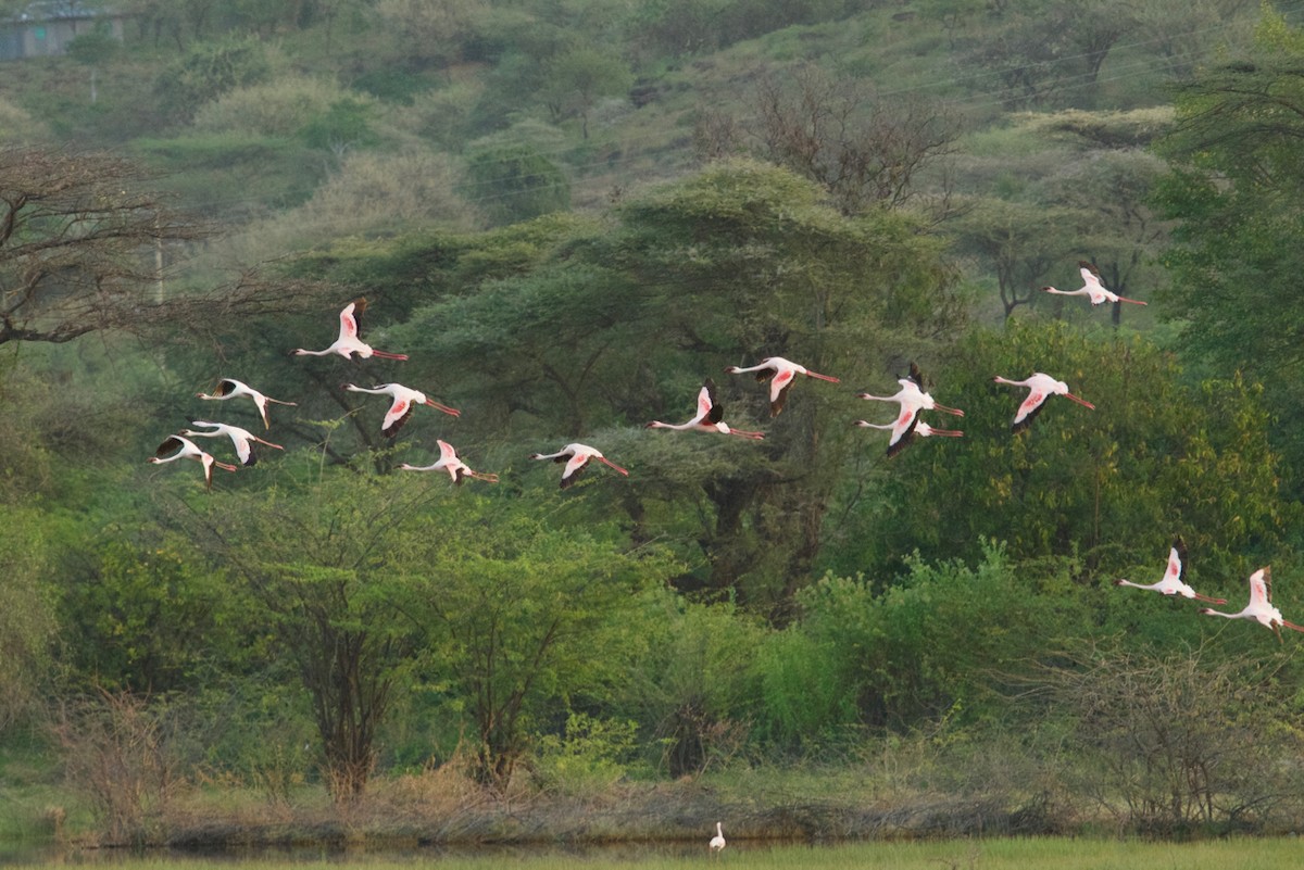 Greater Flamingo - ML134218581
