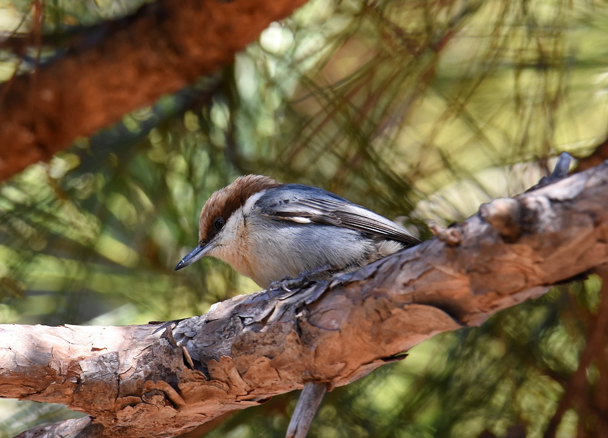 Brown-headed Nuthatch - ML134218721