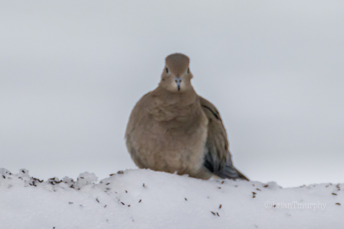 Mourning Dove - Brian Murphy