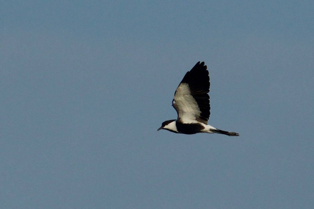 Spur-winged Lapwing - ML134223141