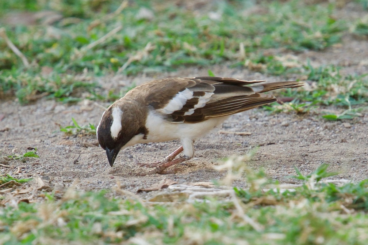 White-browed Sparrow-Weaver - ML134223381