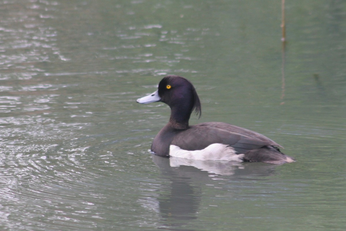 Tufted Duck - ML134224841