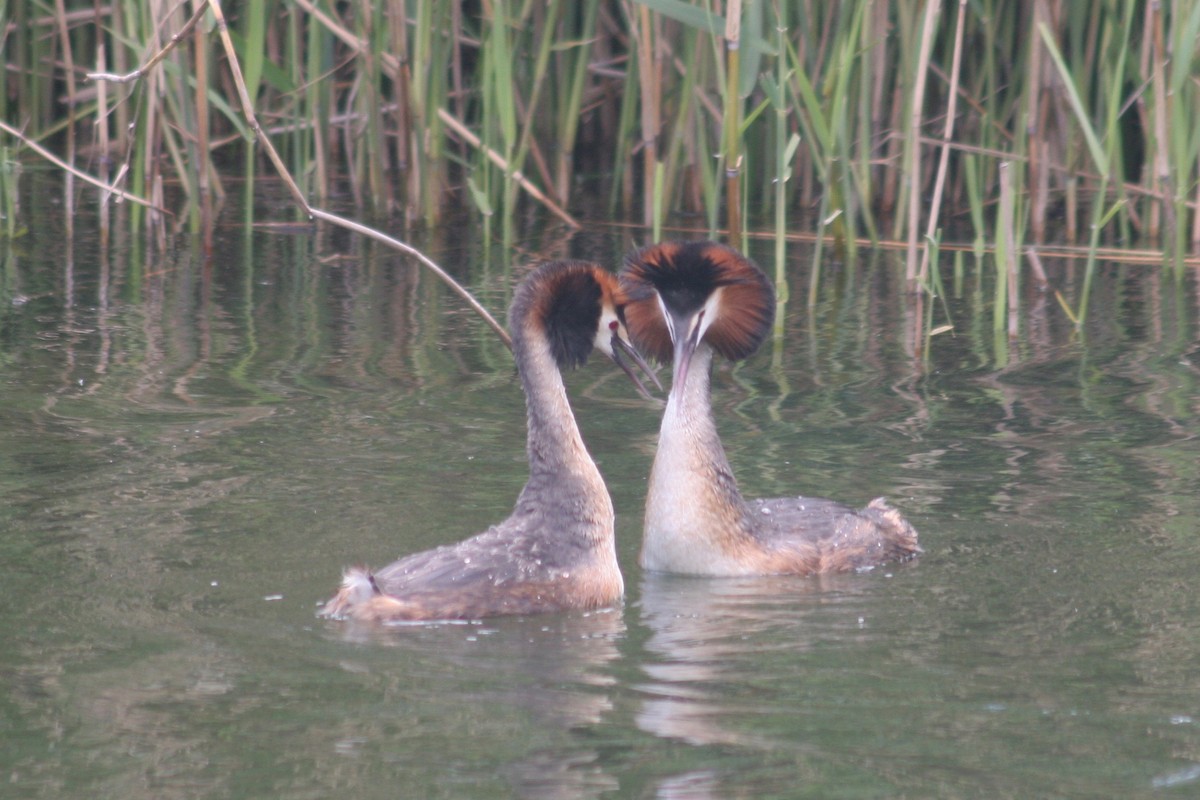 Great Crested Grebe - ML134224961
