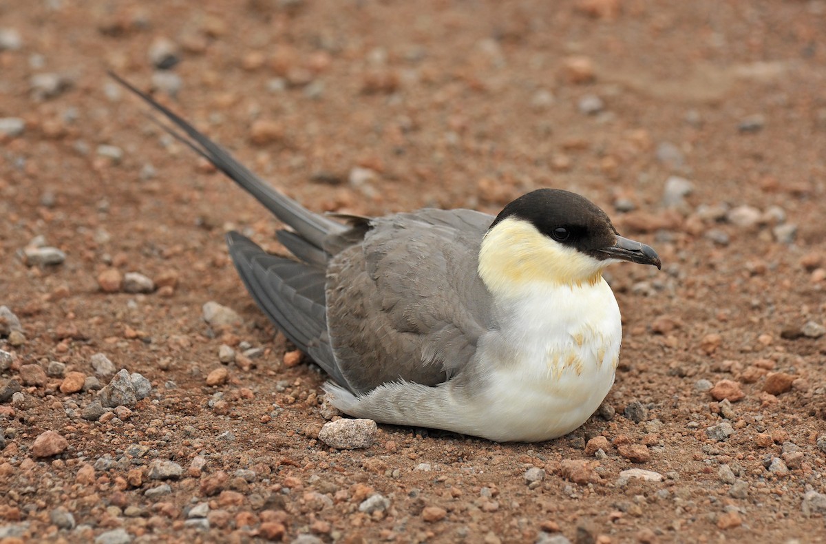 Long-tailed Jaeger - ML134226421