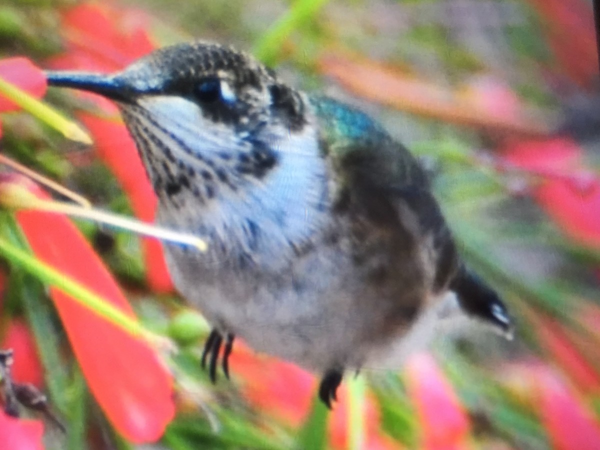 Black-chinned Hummingbird - Chris Marshall