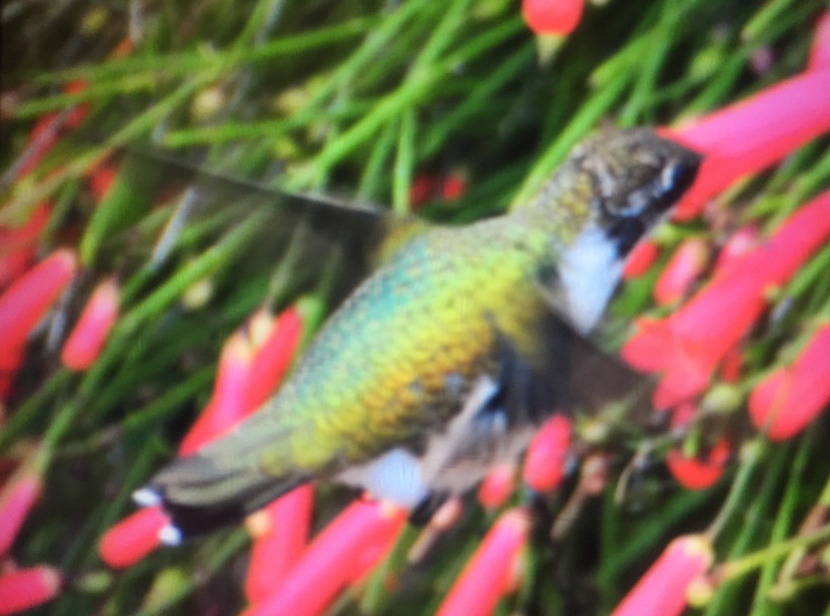 Black-chinned Hummingbird - ML134231191