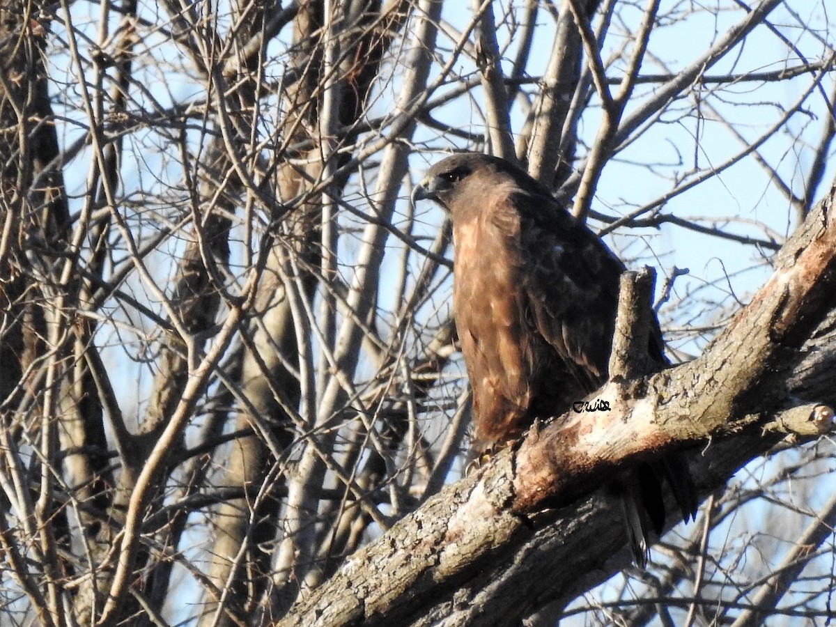 Red-tailed Hawk (calurus/abieticola) - Clayton Will