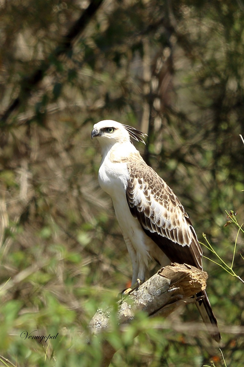 Changeable Hawk-Eagle (Crested) - Venugopal V