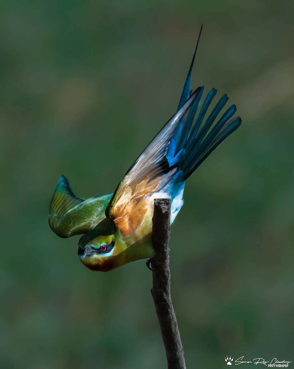 Blue-tailed Bee-eater - Soumen Roy Chowdhury