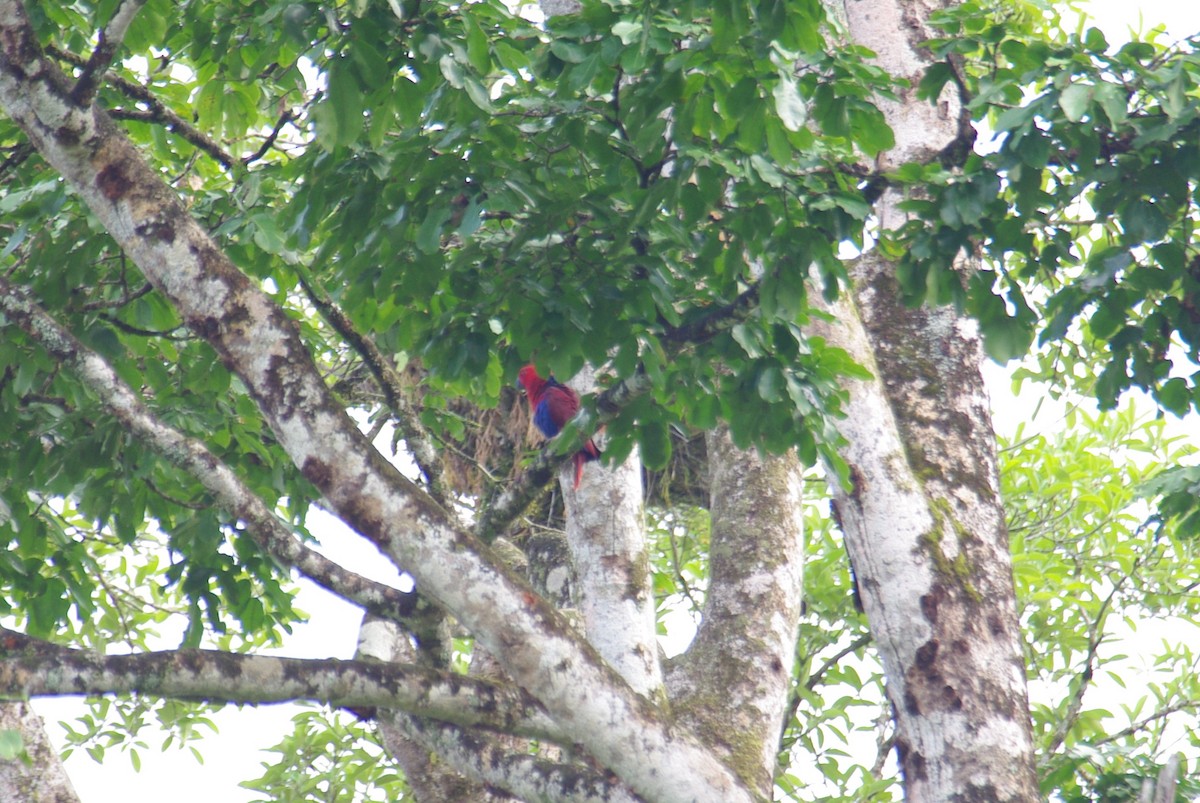 Papua Eklektus Papağanı - ML134236041