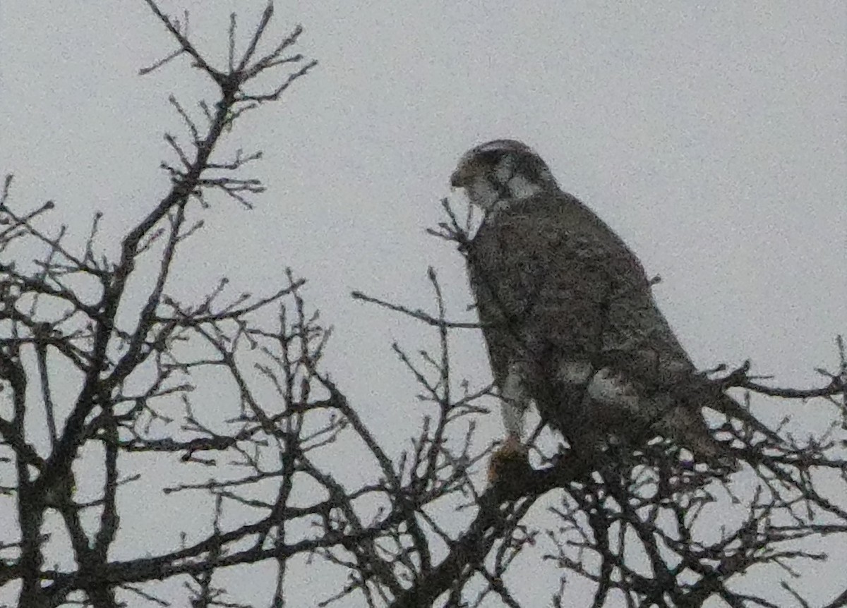Prairie Falcon - Robert Keiffer