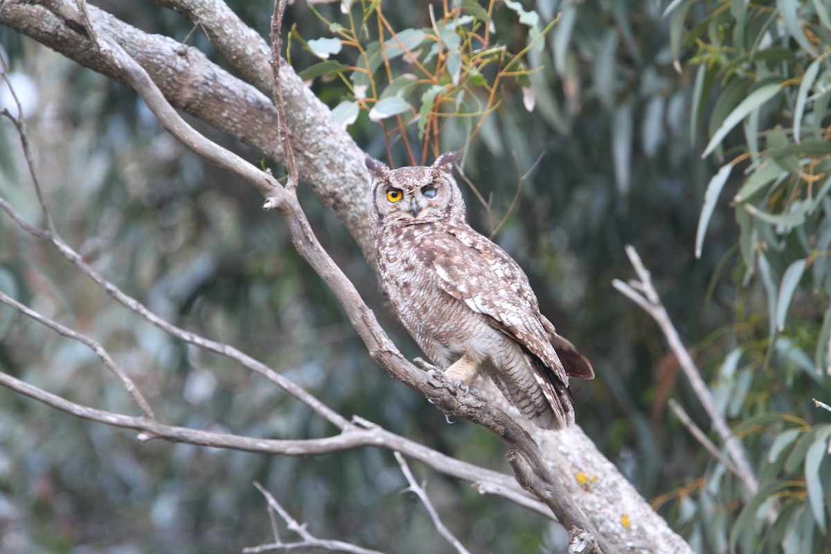 Spotted Eagle-Owl - Christoph Moning