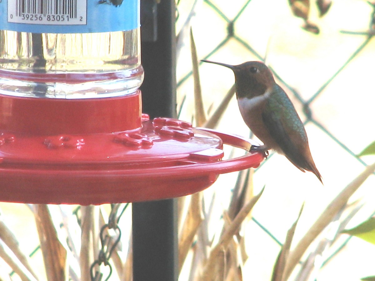 Allen's Hummingbird - ML134239311