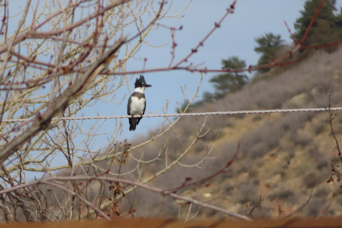 Belted Kingfisher - ML134240881