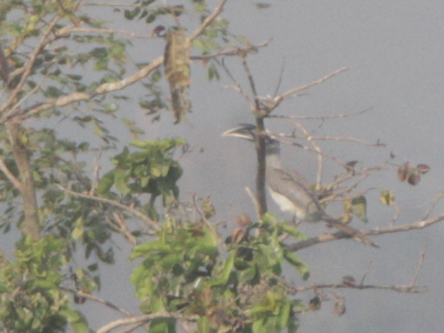 Indian Gray Hornbill - NaveenKumar Ganugapenta