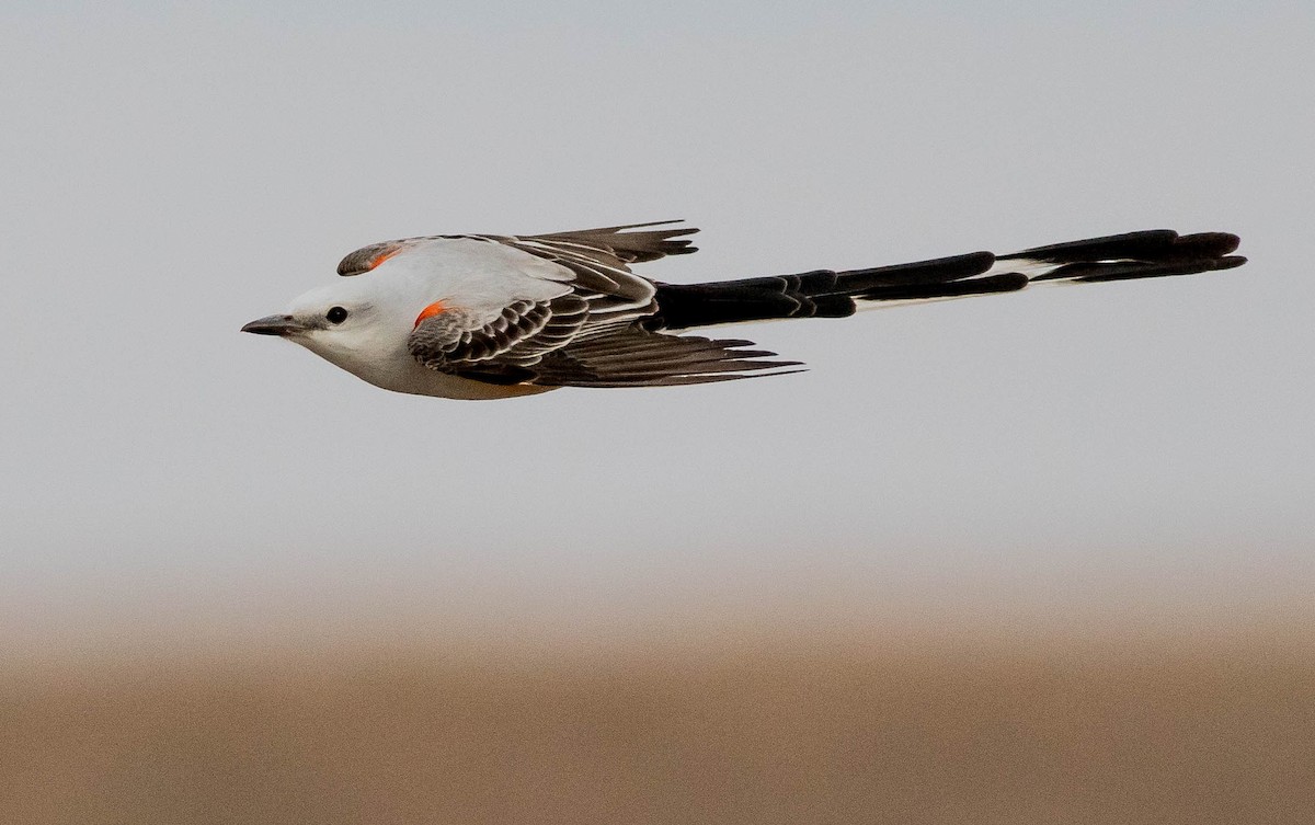 Scissor-tailed Flycatcher - Joachim Bertrands