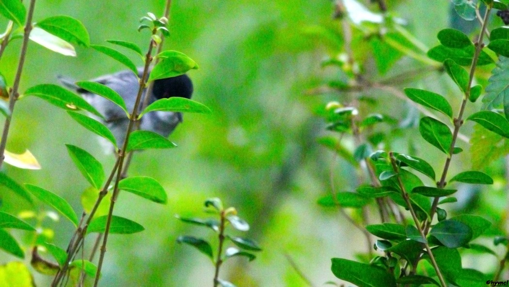 Sardinian Warbler - Ozgun Sozuer