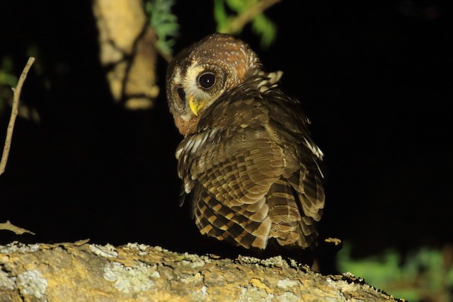 アフリカヒナフクロウ Ebird