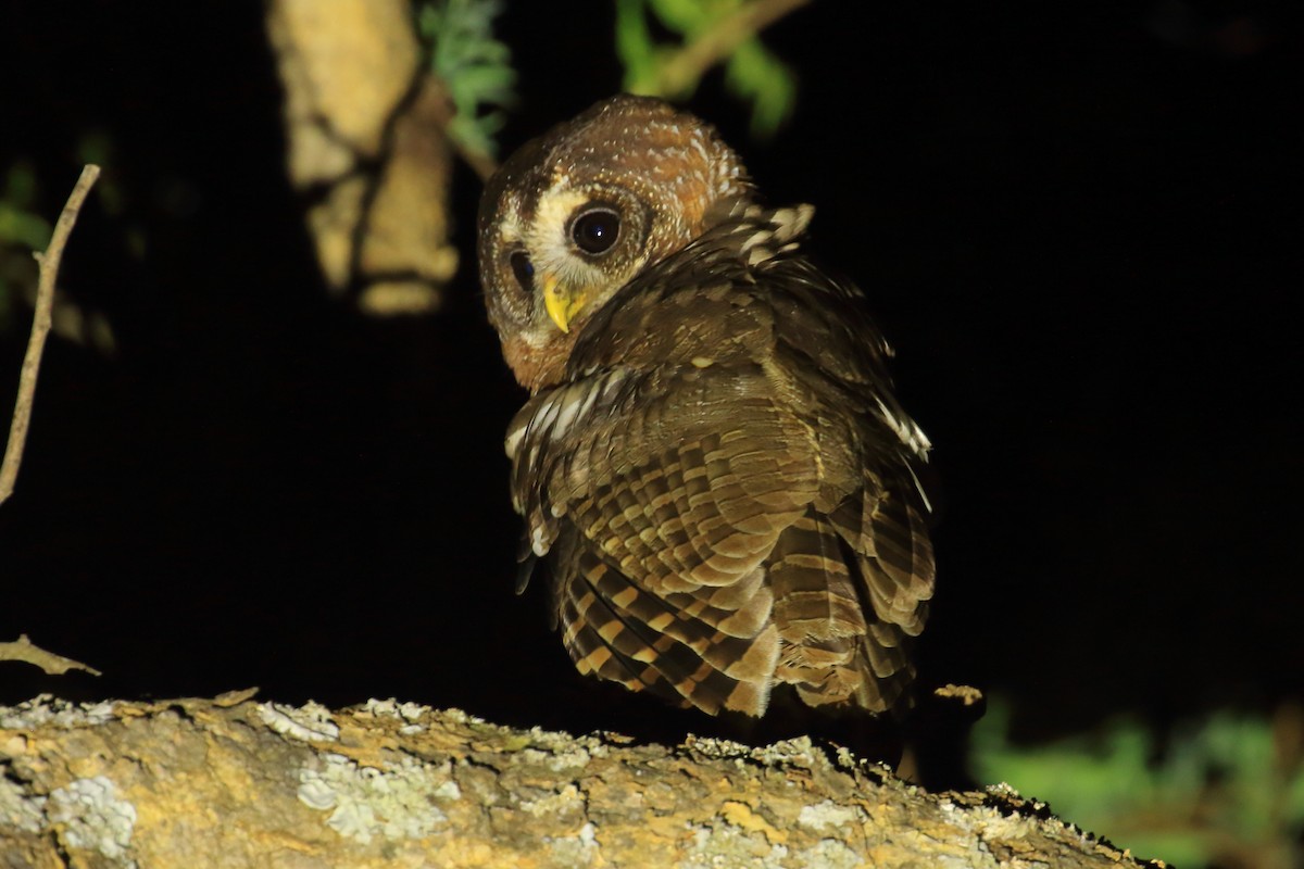 African Wood-Owl - ML134244821