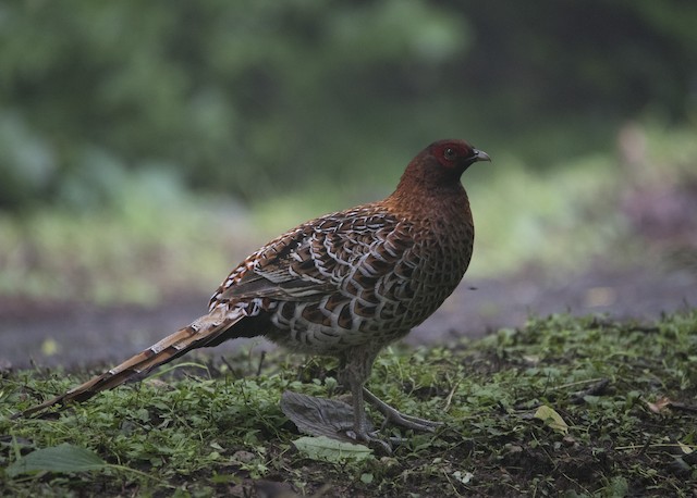 ヤマドリ Ebird