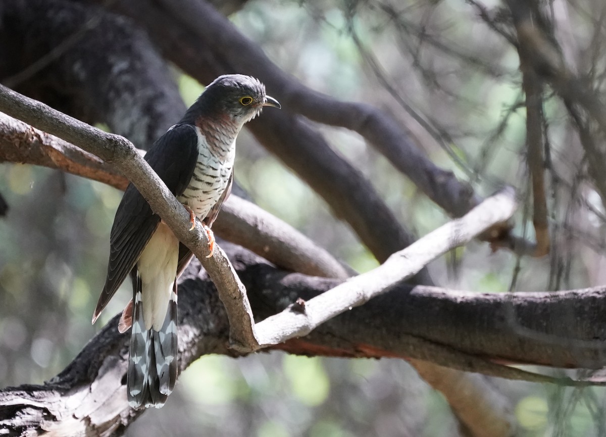 Red-chested Cuckoo - ML134251221