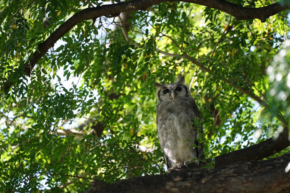 Verreaux's Eagle-Owl - ML134251261