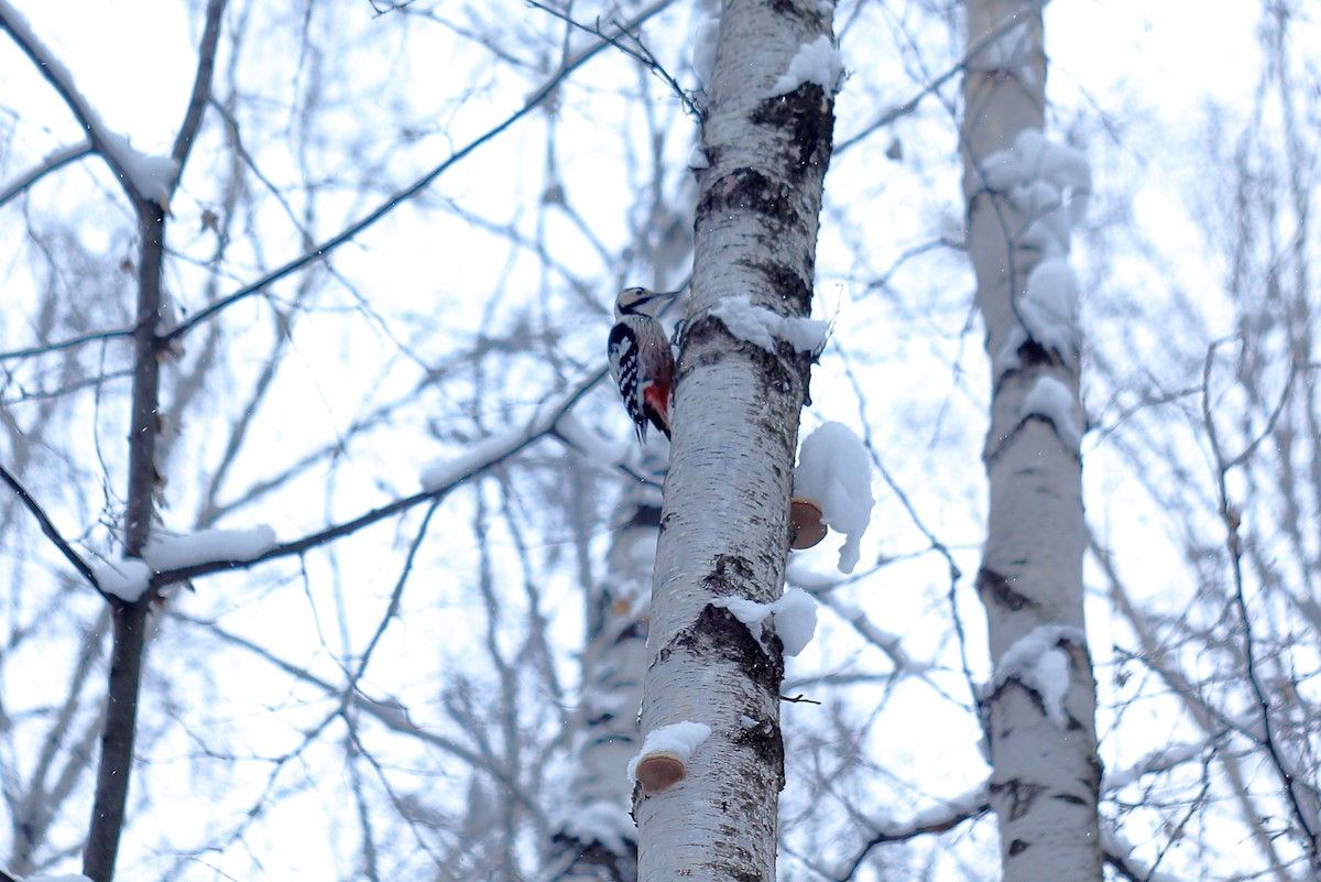 White-backed Woodpecker - Николай Матюхин