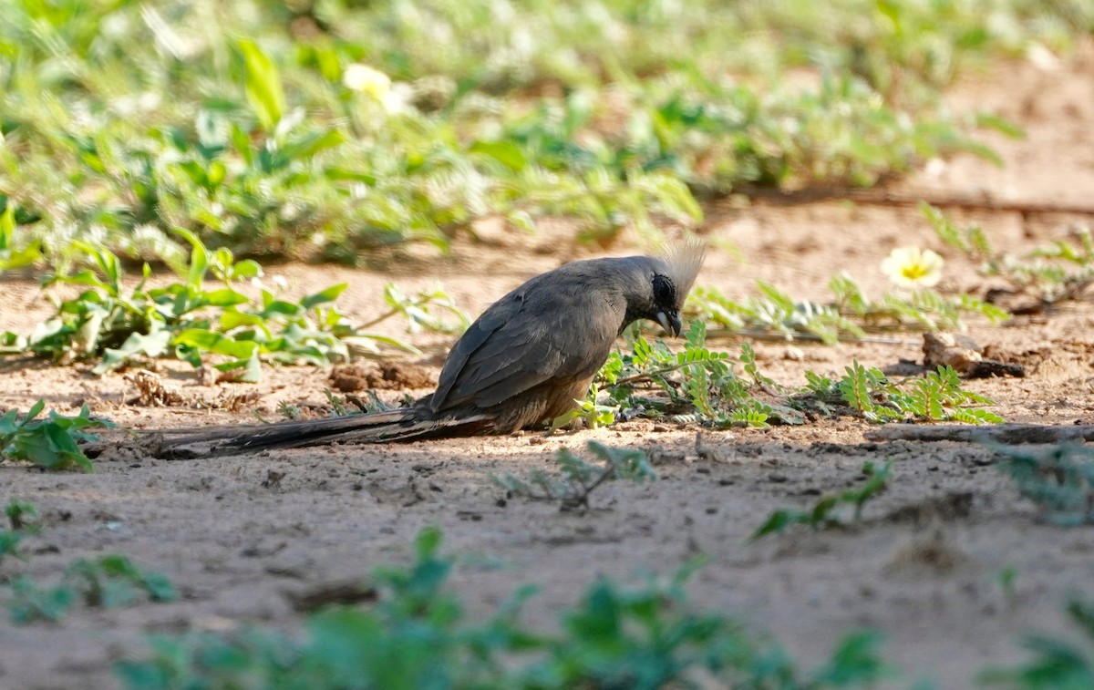 Speckled Mousebird - ML134251891