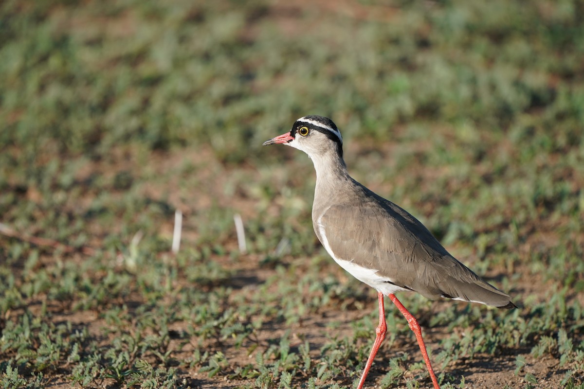 Crowned Lapwing - Christian Hagenlocher