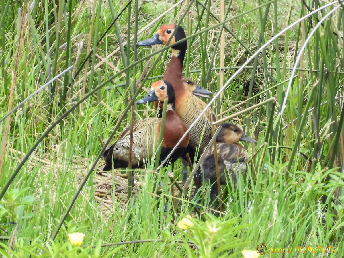 White-faced Whistling-Duck - Amed Hernández