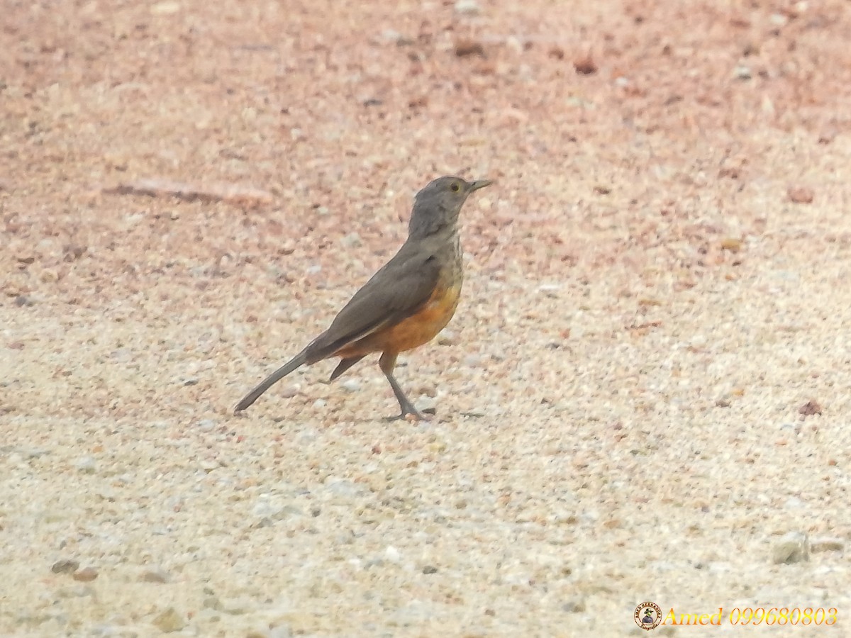 Rufous-bellied Thrush - Amed Hernández
