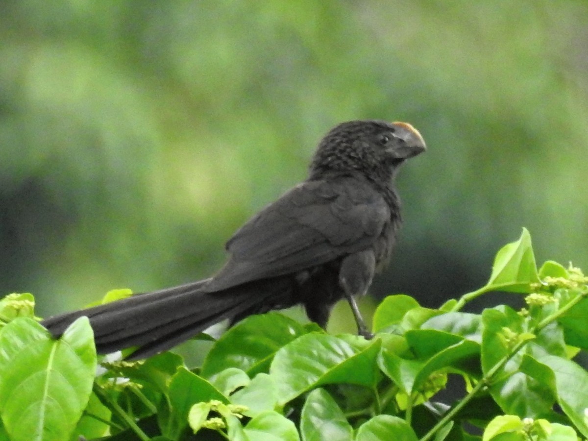 Smooth-billed Ani - Thays Hungria