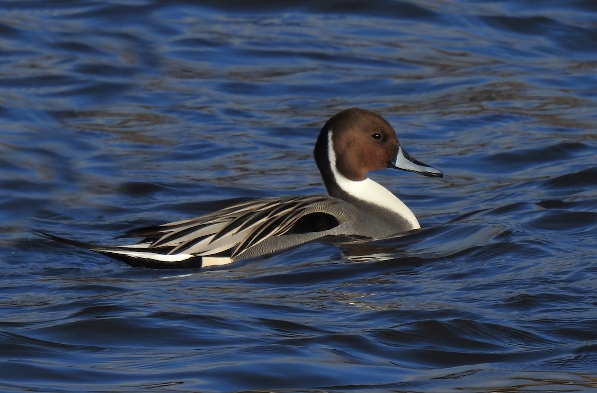 Northern Pintail - Joanne Muis Redwood