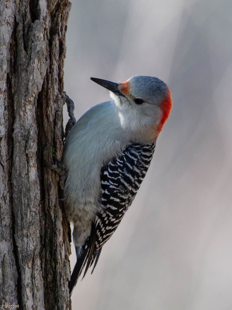 Red-bellied Woodpecker - ML134257321