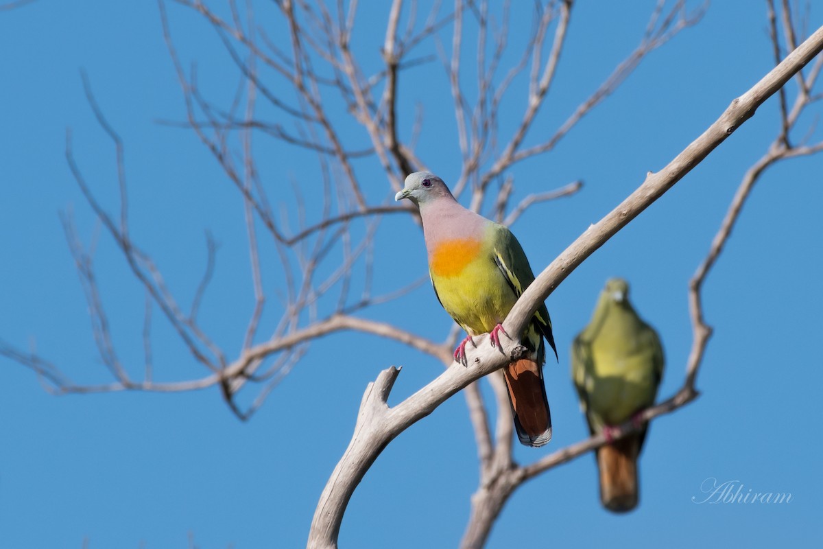 Pink-necked Green-Pigeon - Abhiram Sankar