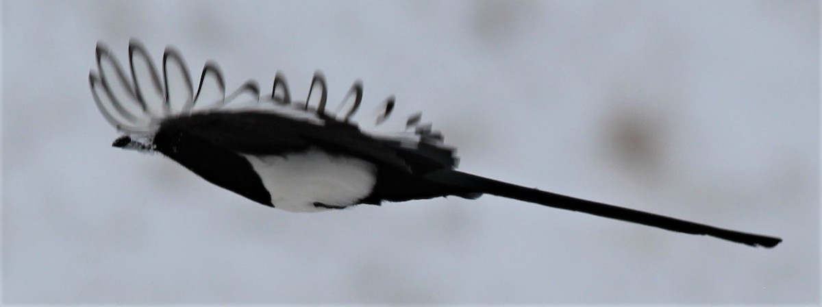 Black-billed Magpie - Will Wright