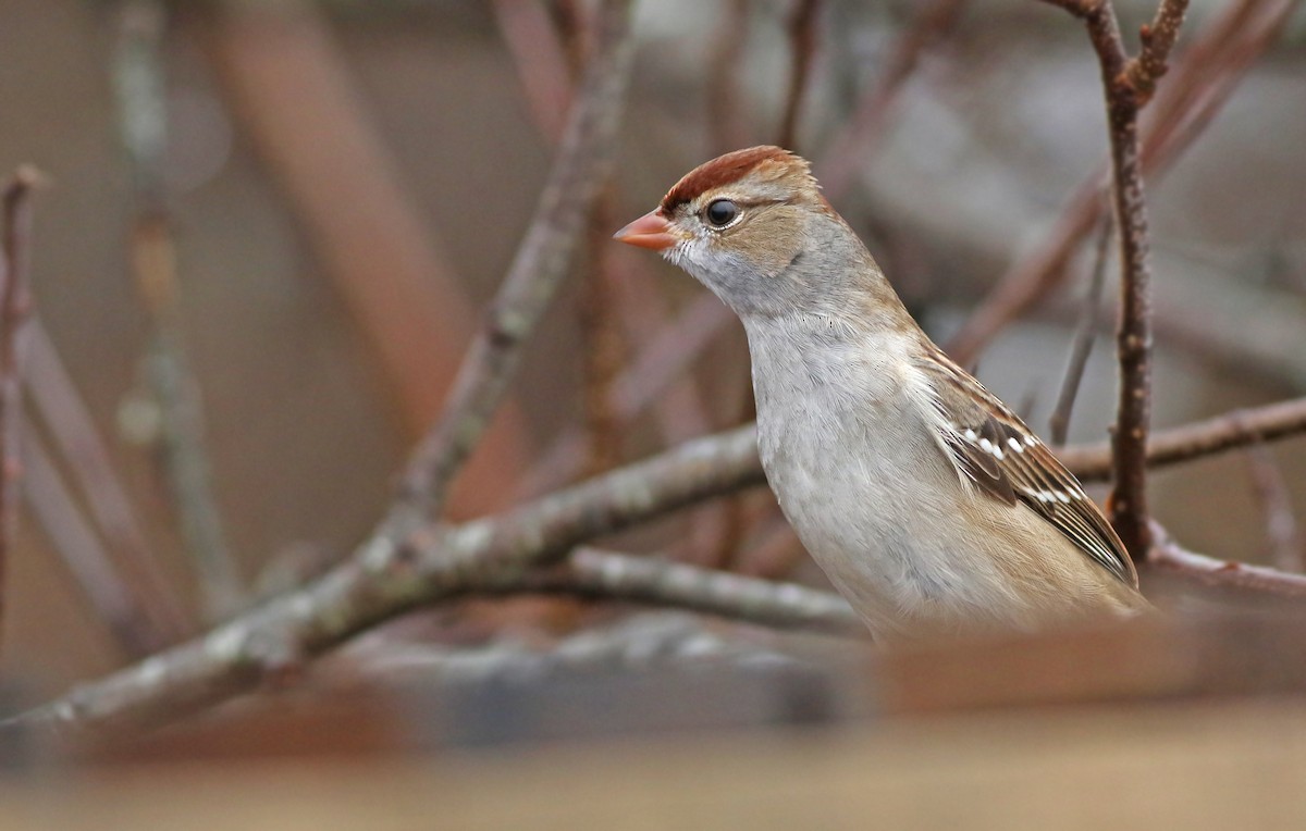 White-crowned Sparrow (Dark-lored) - Jeremiah Trimble