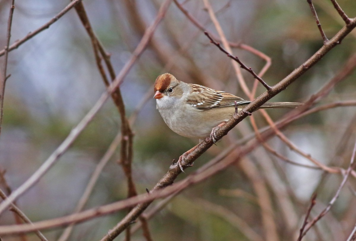 White-crowned Sparrow (Dark-lored) - Jeremiah Trimble