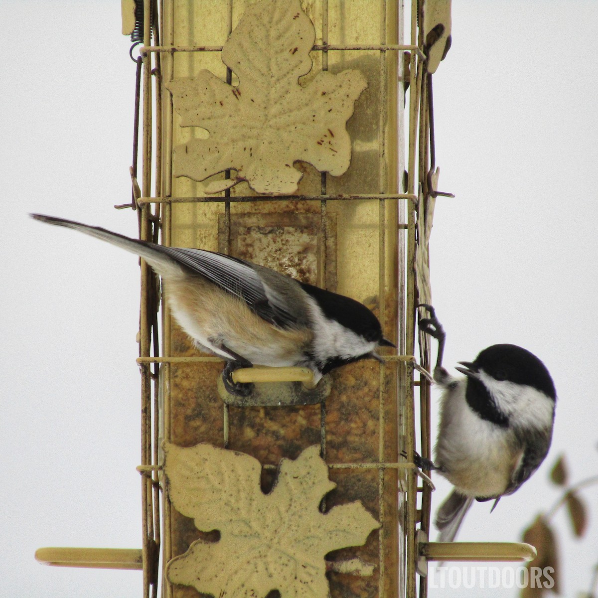 Black-capped Chickadee - Lowell Miller