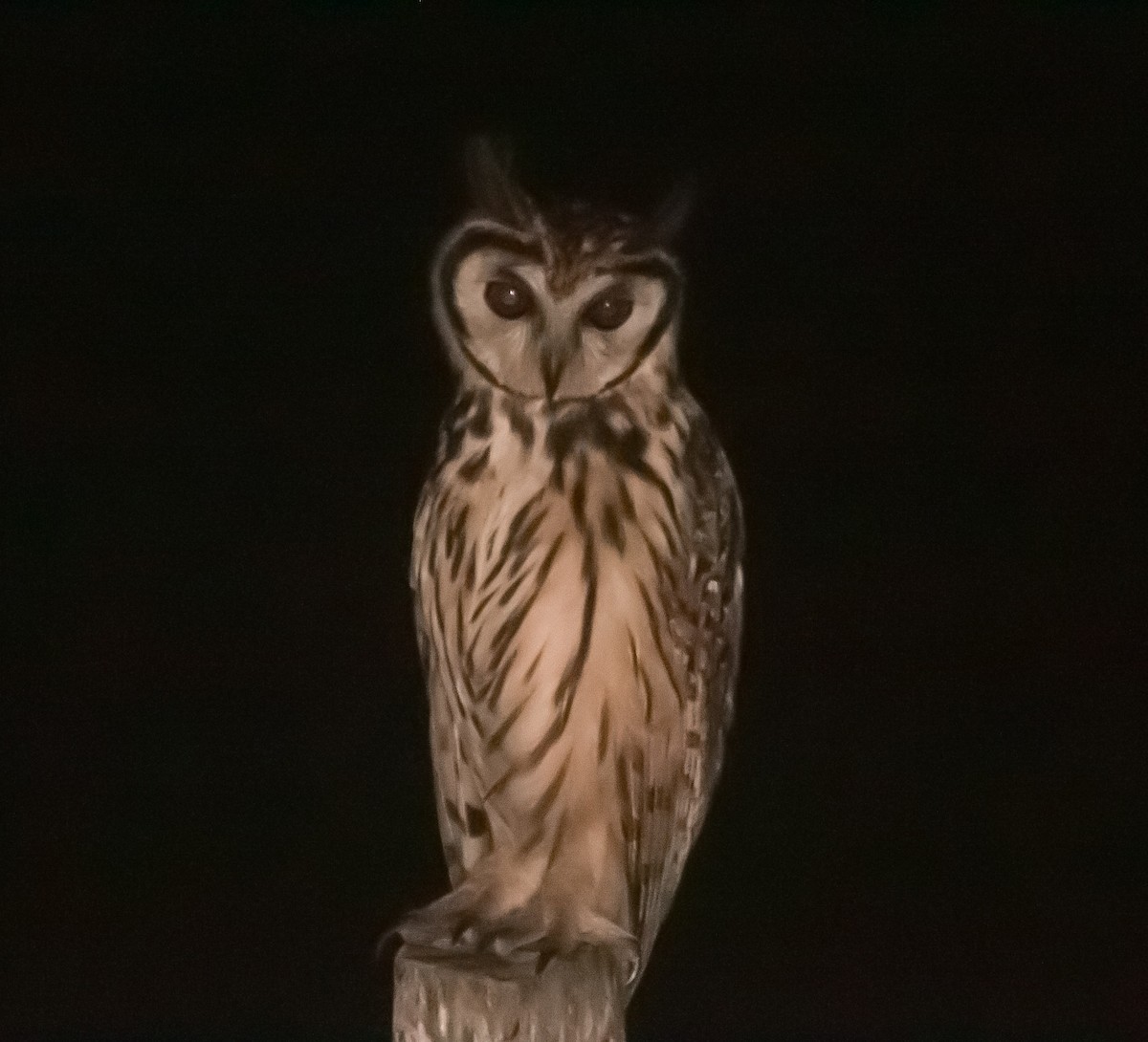 Striped Owl - Isaias Morataya