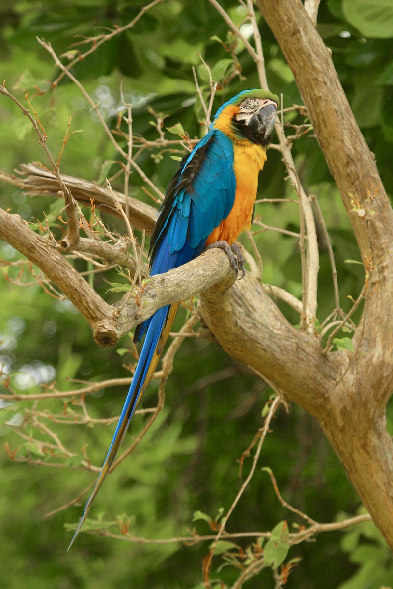 Blue-and-yellow Macaw - Alcides L. Morales Pérez