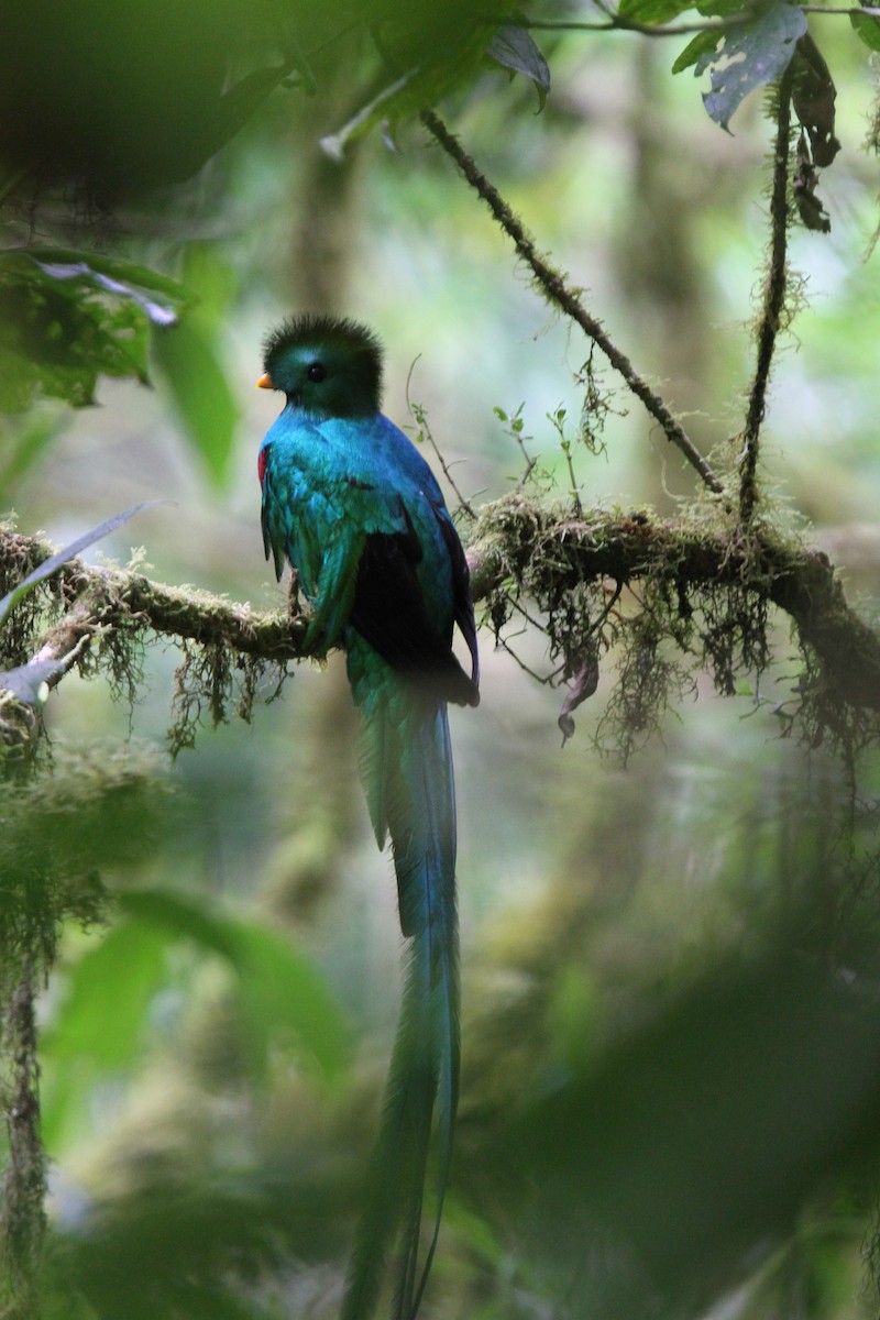 Quetzal Guatemalteco - ML134264601