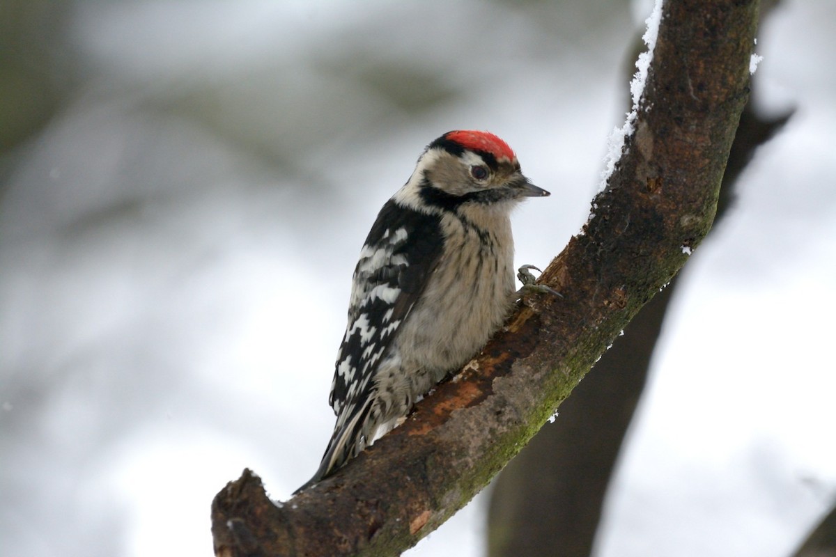 Lesser Spotted Woodpecker - Natalya Ostapova