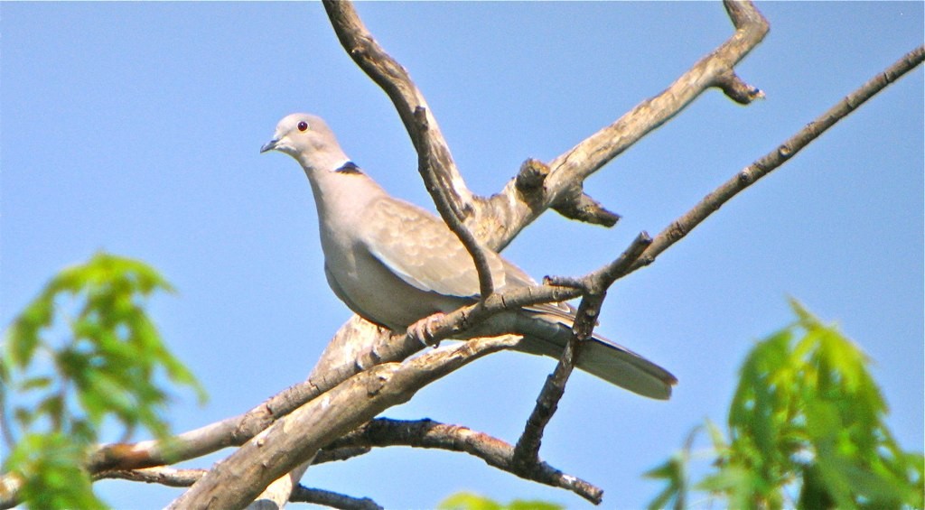 Eurasian Collared-Dove - Bill Hill