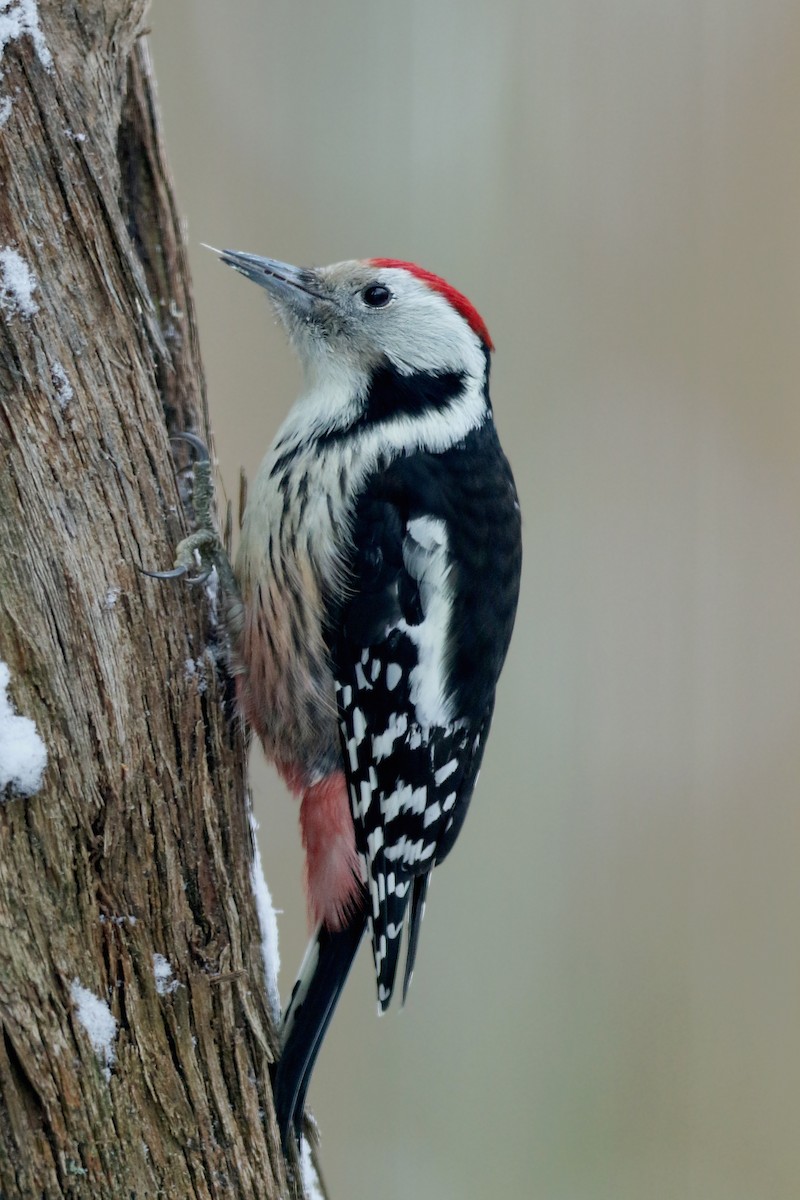 Middle Spotted Woodpecker - ML134271561