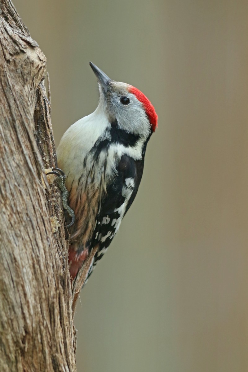 Middle Spotted Woodpecker - ML134271571