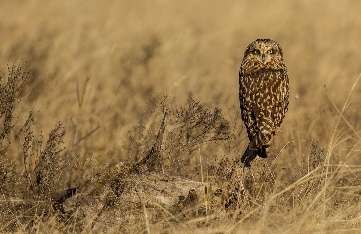 Short-eared Owl - ML134275601