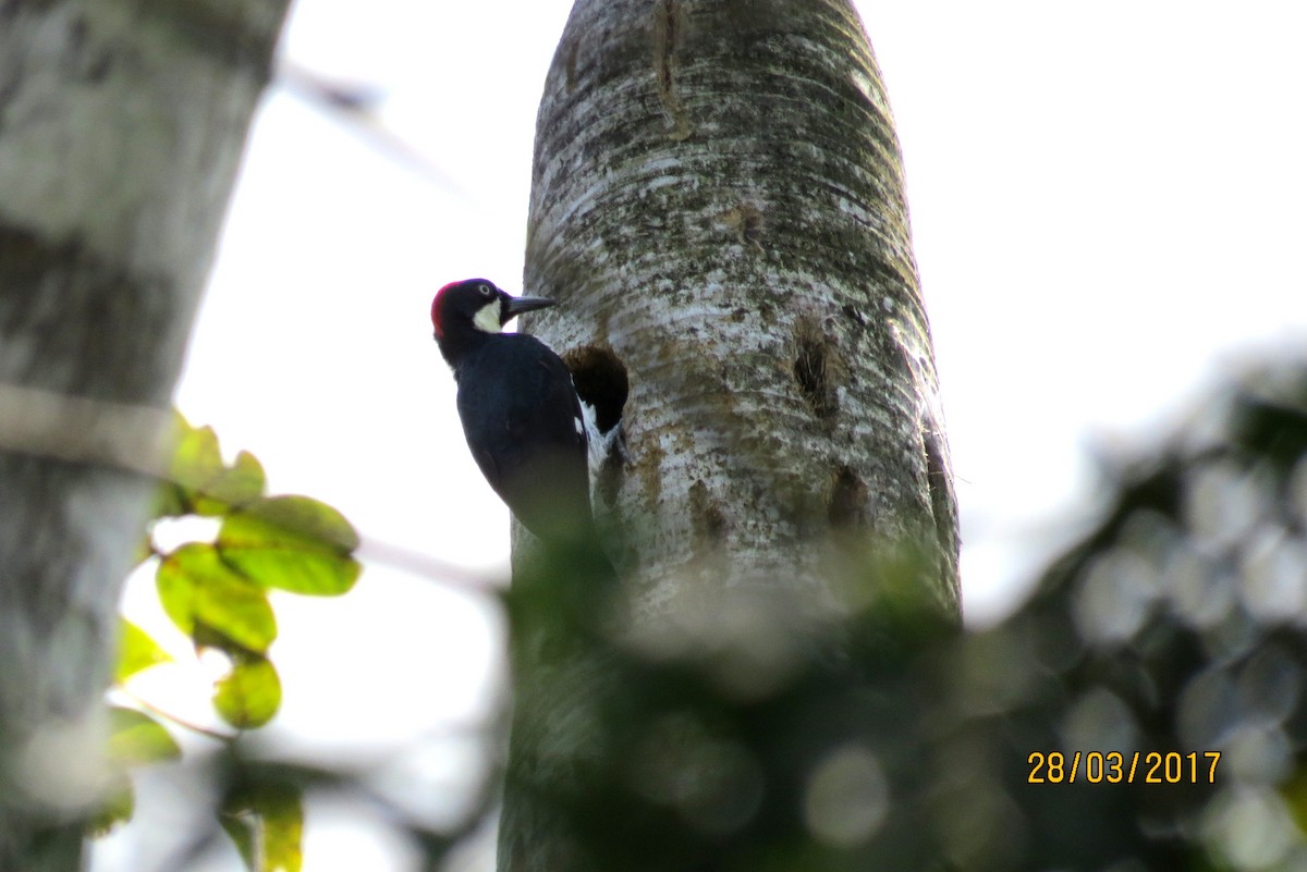 Acorn Woodpecker (Acorn) - Jamal Andrewin